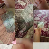 کوتوله برزیلی، مرغ عشق، قفس سهره و قناری