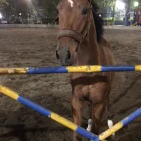 اسب اصیل ترکمن