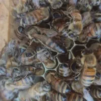 ملکه کارنیکا جفت خورده تخصص ما