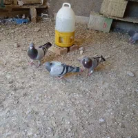 کبوتر|پرنده|نیشابور, بلوار گلها|دیوار