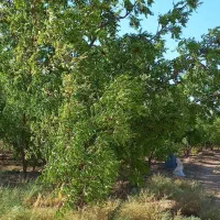 زمین زرای باغ عناب وپسته