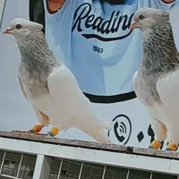 پرنده
