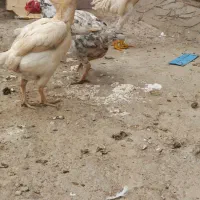 کوشامو