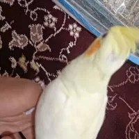 عروس هلندی و قفس