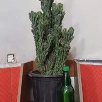 کاکتوس صخره ای سایز بزرگ|گل و گیاه طبیعی|رشت, بازار|دیوار