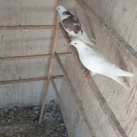 کبوتر گرفتنی