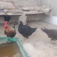مرغ و خروس محلی