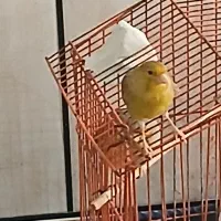 قناری ماده سالم