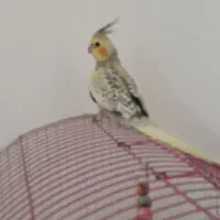 عروس گلباقالی فول دستی سخنگو فوری