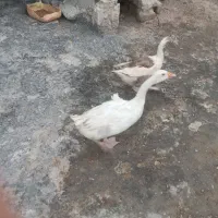 غاز