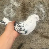 کفتر پرشی یکجایی