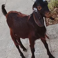 بز مری