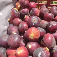 انجیر سیاه درجه یک