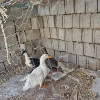 اردک|حیوانات مزرعه|برازجان, |دیوار