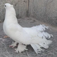 کبوتر دم چتری ، کاکلی ، پاپر،