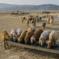 گوسفند زنده فروشیه آبسرد »پردیس»