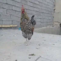 خروس جوان