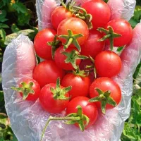 گوجه گیلاسی