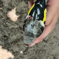 جوجه سهره چونه سفید عدسی