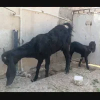 بز جوان پنجاپ با شنک
