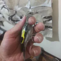 جوجه سهره دورگ هایی بینظیر دونه ۲تومن
