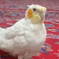 ۴عددعروس هلندی طلایی