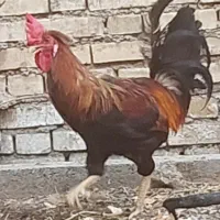 خروس