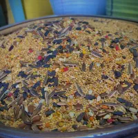 دانه و خوراک عروس هلندی و گرینچیک و طوطی برزیلی