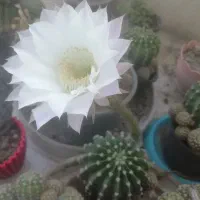 اکینوپسیس (Echinopsis) . با گل‌های بزرگ و خوشبو