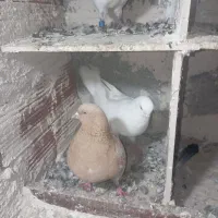 کفترطوقی