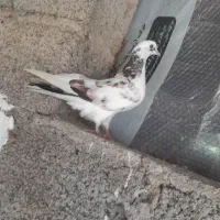 کبوتر