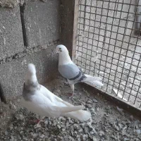 پرنده|پرنده|اهواز, پادادشهر|دیوار