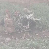 خروس گلین 1500