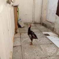 جوجه بوقلمون