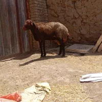گوسفند