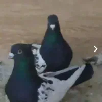 جفت سینه سیاه کلکسیونی