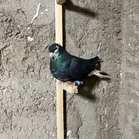 چپ غرغاب