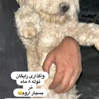 واگذاری های کاملا رایگان واقعی