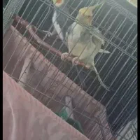 عروس هلندی گم شده