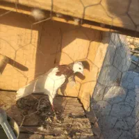کفتر معاوضه