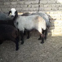دو راس بره قوچ اصیل شال