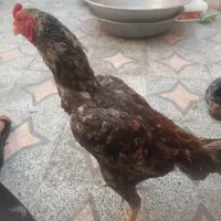 خروس لاری اصیل و مرغ