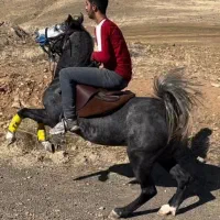 مادیان کره کیسان جهاندیده