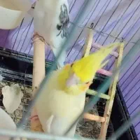 عروس هلندی جفت مولد همراه با تخم و جوجه