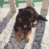 سگ ژرمن