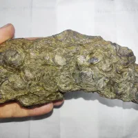 فسیل