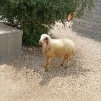 بره نر