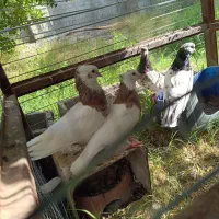 طوقی وکله ای