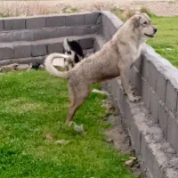 سگ پژدر