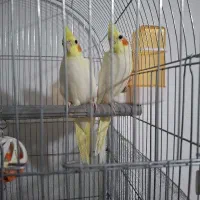 عروس هلندی لوتینو